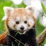 Reddest_Panda