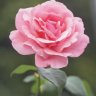 RobinElizaa