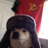 cerberus