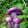 ThePurpleMushroom