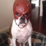 Juliuscesar