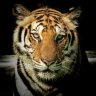 Wild24