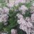 GardenersinLove