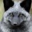Silverfox79