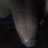 Unknown_Creature