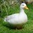 DuckArmy