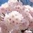 BlossomCotton