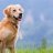 MansBestFriend