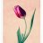 Nora_flower