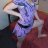 daisy_flower