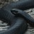 Kingsnake
