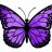 butterfly_trans_fem