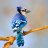 BlueJay2