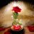 RosesRRed