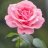 Astrid_flower