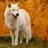 Articwolfghosty
