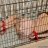 F19_Submissive_4_Older