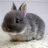 MimiBunny
