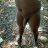 BigBLKNudist