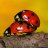 Coccinelle