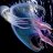 Iridescent_Octopus