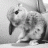 Bouncing_Bunny666