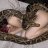 MamaPetAnaconda