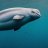 PerfectPorpoise