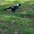 Magpie23