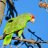 Parrot12