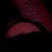 Kamcorsex_