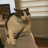 sillykittyftm