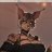 TallAndCuteLynx_