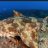 Wobbegong