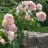 Annaflower_