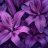 PurpleLily1