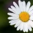 DDaisy