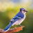 Blue-Jay
