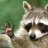 DirtyRaccoon