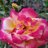 Molly_Bloom