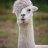 LlamaDrama