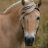 maretostallion