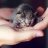 tinykitty