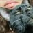 IVY-