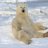 Polarbear80