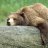 Grizzly1302