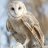 owlkisses