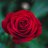 ScarletRose