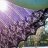 Glim