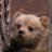 boo_bear